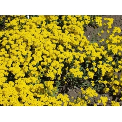 nasiona Smagliczka górska swikx134