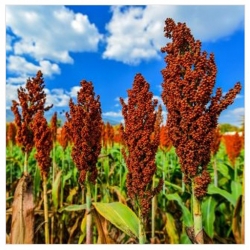 nasiona Sorgo czarne swikx135