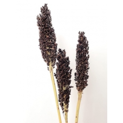 nasiona Sorgo czarne swikx135