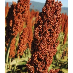 nasiona Sorgo czarne swikx135