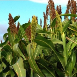 nasiona Sorgo czarne swikx135