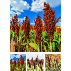 nasiona Sorgo czarne swikx135