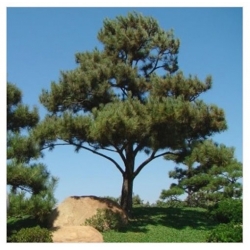 nasiona Sosna czarna austriacka swikx