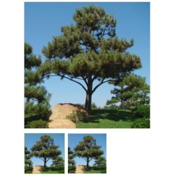 nasiona Sosna czarna austriacka swikx