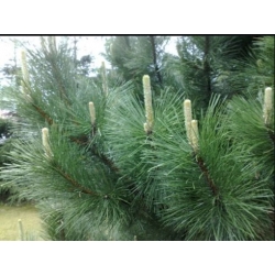 nasiona Sosna czarna austriacka swikx