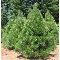 nasiona Sosna czarna austriacka swikx