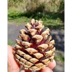 nasiona Sosna czarna austriacka swikx