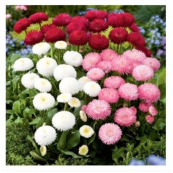 nasiona Stokrotka pomponette swikx109