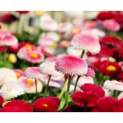 nasiona Stokrotka pomponette swikx109