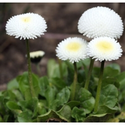 nasiona Stokrotka pomponette swikx109