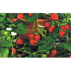 nasiona owoców Truskawka Temptation