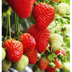 nasiona owoców Truskawka Temptation