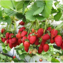 nasiona owoców Truskawka Temptation