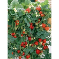 nasiona owoców Truskawka Temptation