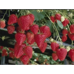 nasiona owoców Truskawka Temptation