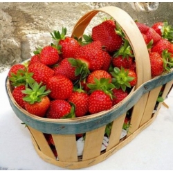 nasiona owoców Truskawka Temptation