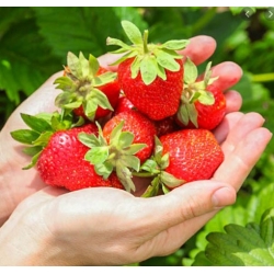 nasiona owoców Truskawka Temptation