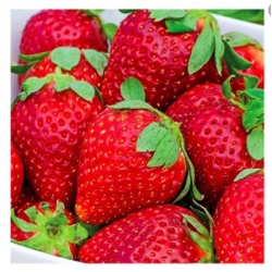 nasiona owoców Truskawka Tresca