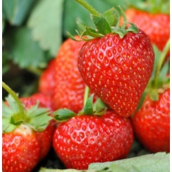 nasiona owoców Truskawka Tresca