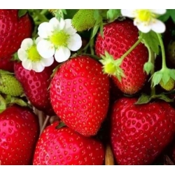 nasiona owoców Truskawka Tresca