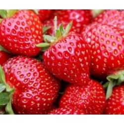 nasiona owoców Truskawka Tresca
