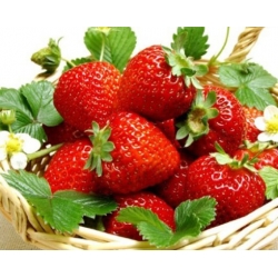 nasiona owoców Truskawka Tresca