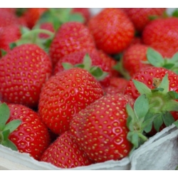 nasiona owoców Truskawka Tresca