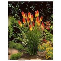 nasiona Trytoma groniasta knifofia swikx118