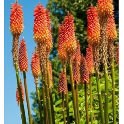 nasiona Trytoma groniasta knifofia swikx118