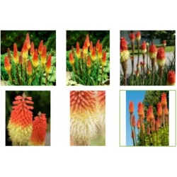 nasiona Trytoma groniasta knifofia swikx118