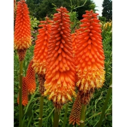 nasiona Trytoma groniasta knifofia swikx118