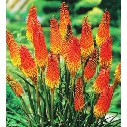 nasiona Trytoma groniasta knifofia swikx118