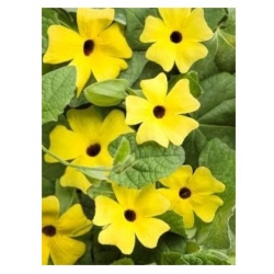 nasiona Tunbergia żółta swikx211