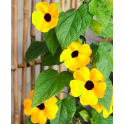 nasiona Tunbergia żółta swikx211