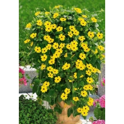 nasiona Tunbergia żółta swikx211