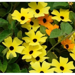 nasiona Tunbergia żółta swikx211