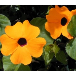 nasiona Tunbergia żółta swikx211