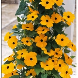 nasiona Tunbergia żółta swikx211