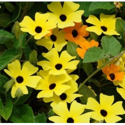 nasiona Tunbergia żółta swikx211