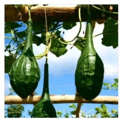 nasiona Tykwa pospolita Marenka swikx218