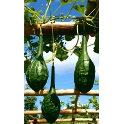 nasiona Tykwa pospolita Marenka swikx218