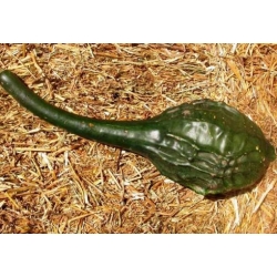 nasiona Tykwa pospolita Marenka swikx218