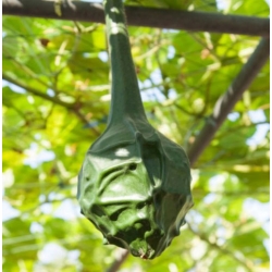 nasiona Tykwa pospolita Marenka swikx218