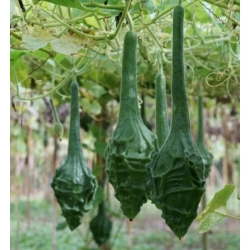 nasiona Tykwa pospolita Marenka swikx218