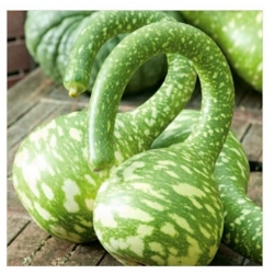 nasiona Tykwa pospolita mix swikx219