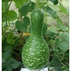 nasiona Tykwa pospolita mix swikx219