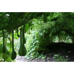 nasiona Tykwa pospolita mix swikx219