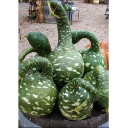 nasiona Tykwa pospolita mix swikx219