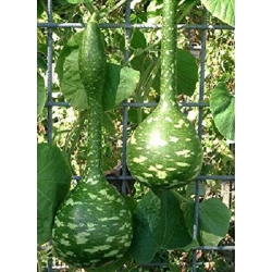 nasiona Tykwa pospolita mix swikx219