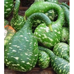 nasiona Tykwa pospolita mix swikx219